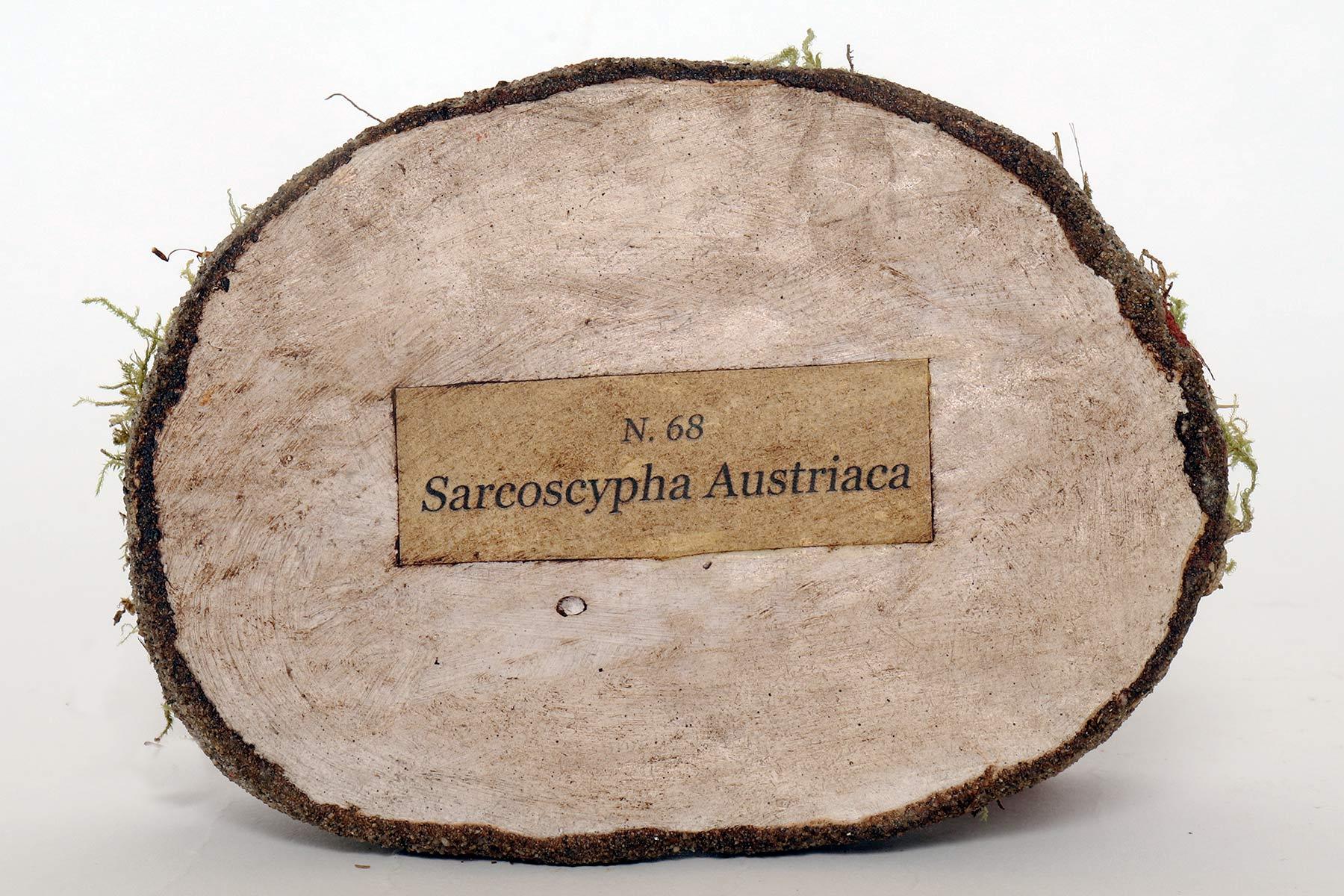 Modèle de champignon de pharmacie : Sarcoshypha Autriche, Italie 1950. en vente 3