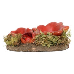 Modèle de champignon de pharmacie : Sarcoshypha Autriche, Italie 1950.