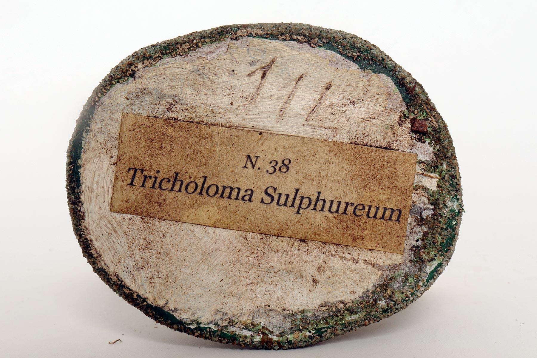 A pharmacy mushroom model: Tricholoma Sulphureum, Italy 1950. For Sale 3