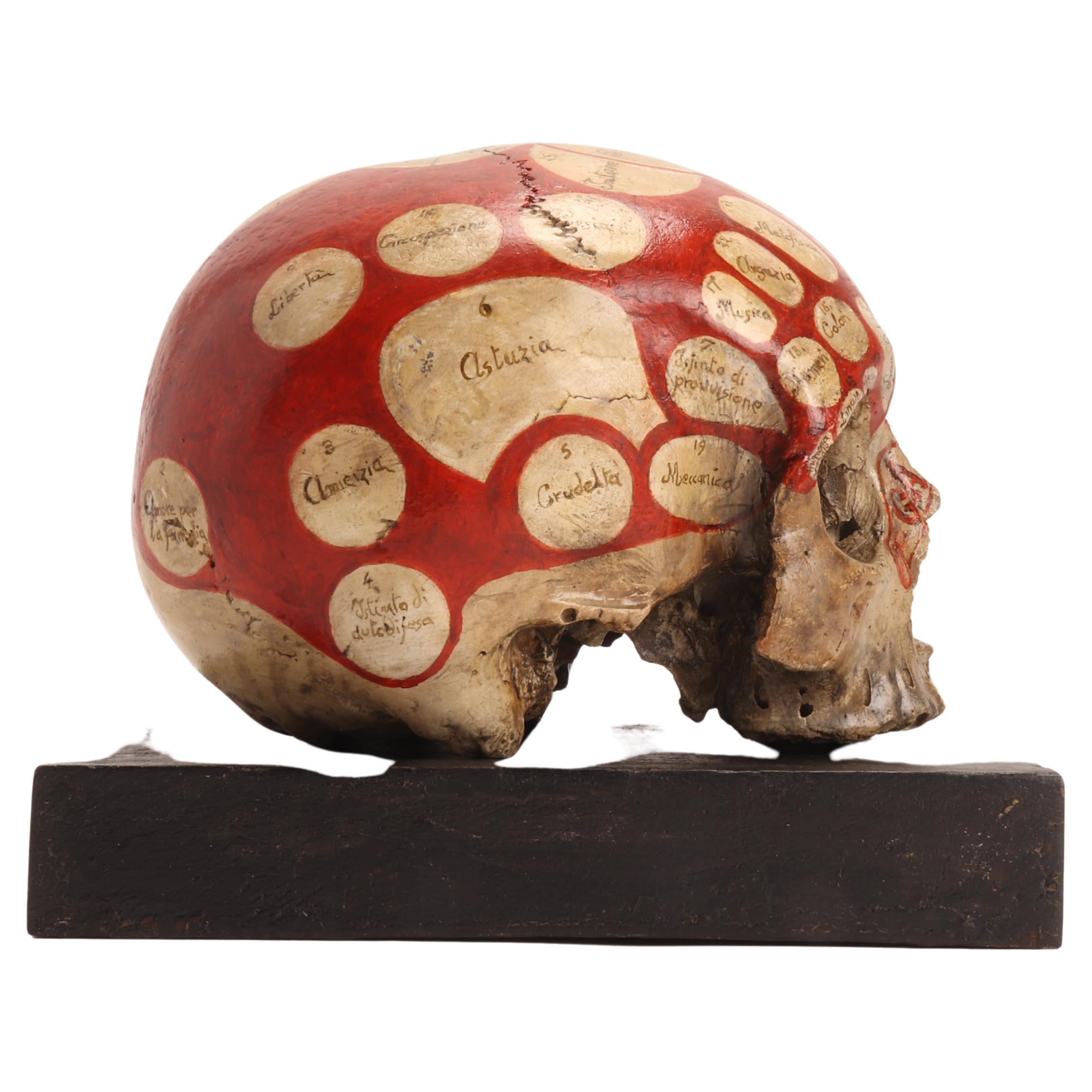 Phrenological Skull According to the Theory of Franz J. Gall, Italy, circa 1850 6