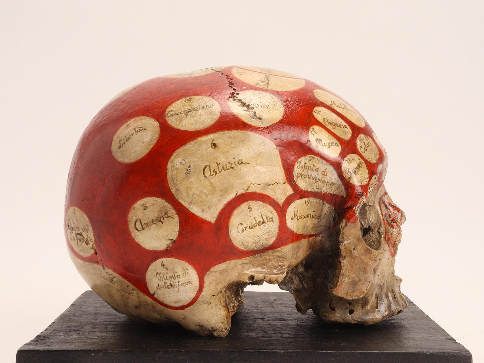 Italian Phrenological Skull According to the Theory of Franz J. Gall, Italy, circa 1850