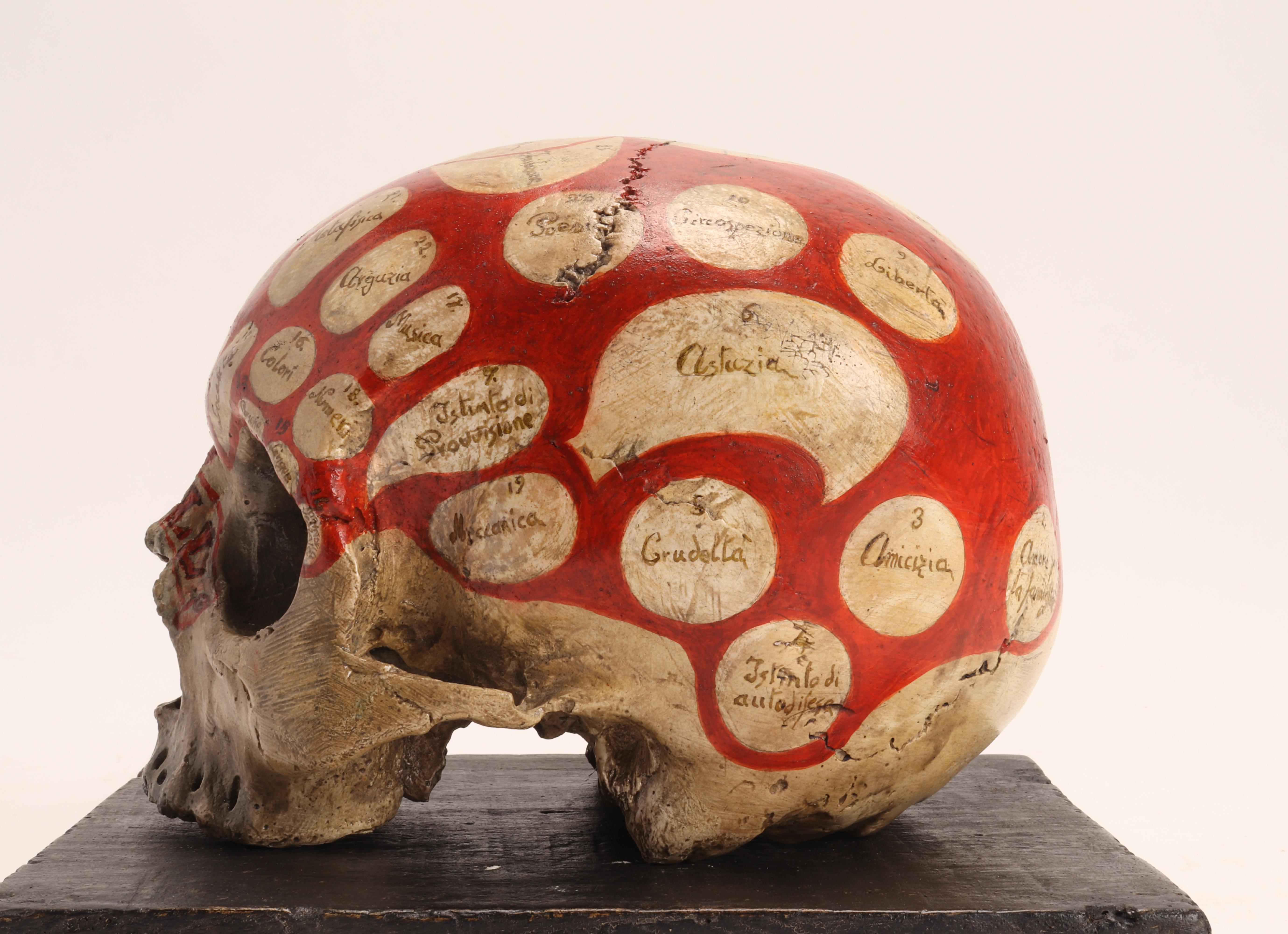 Plaster Phrenological Skull According to the Theory of Franz J. Gall, Italy, circa 1850