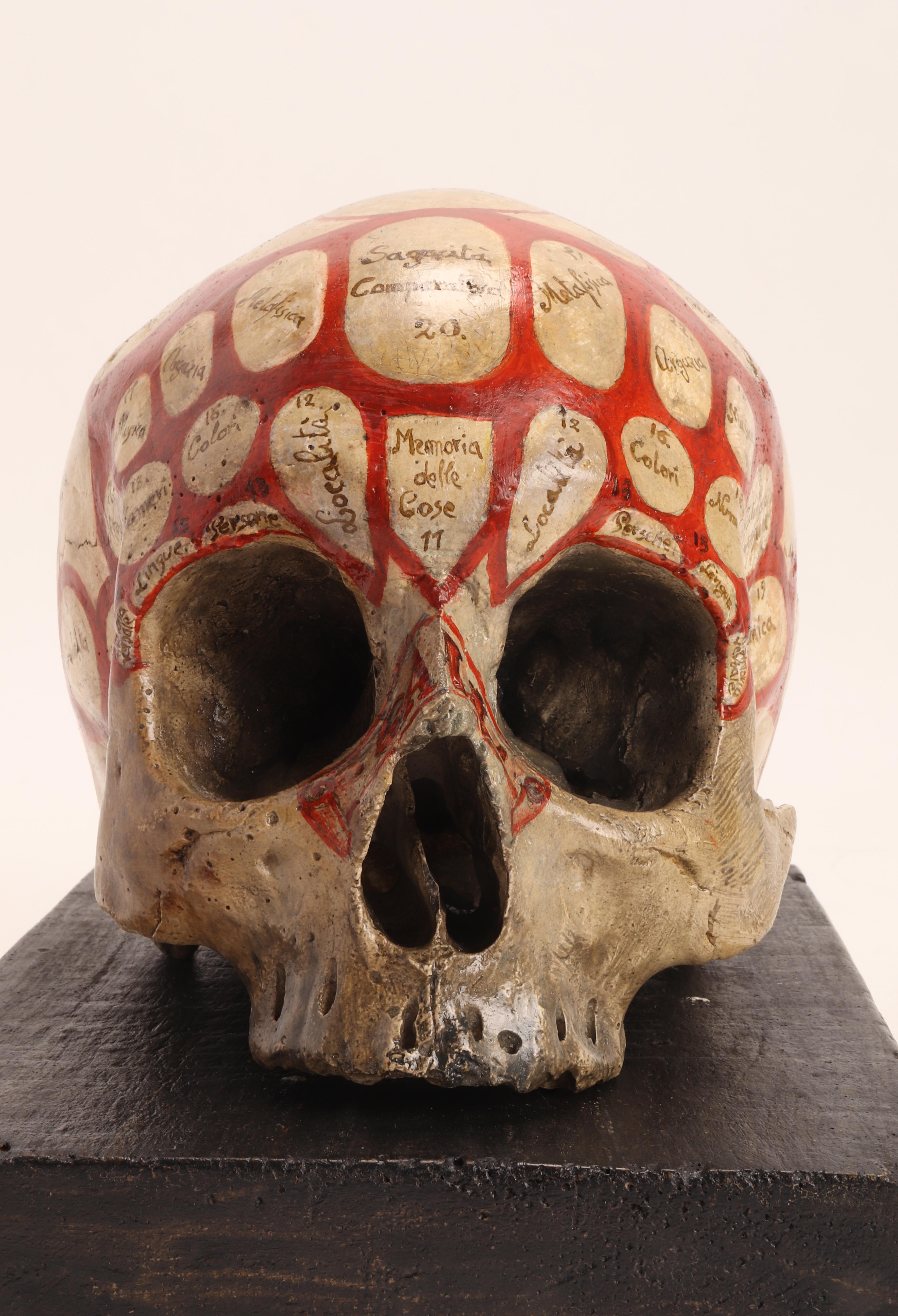 Phrenological Skull According to the Theory of Franz J. Gall, Italy, circa 1850 1