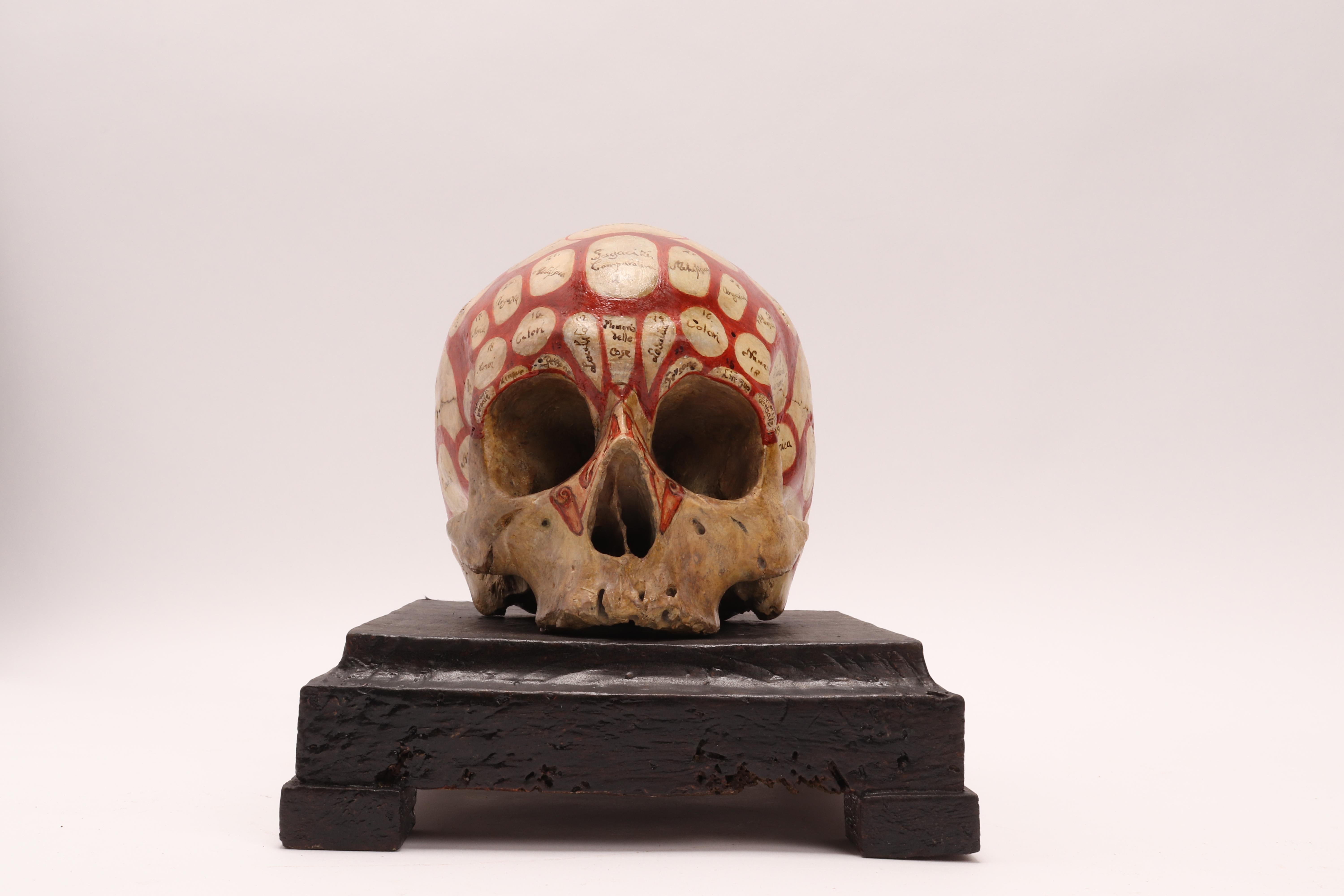 The sculpture is made out of plaster, with a support base made out of ebonized fruitwood. The skull sculpture rests over the base. The sculpture is painted with dark orange color, and shows the phrenological map, with the areas, region of the brain.