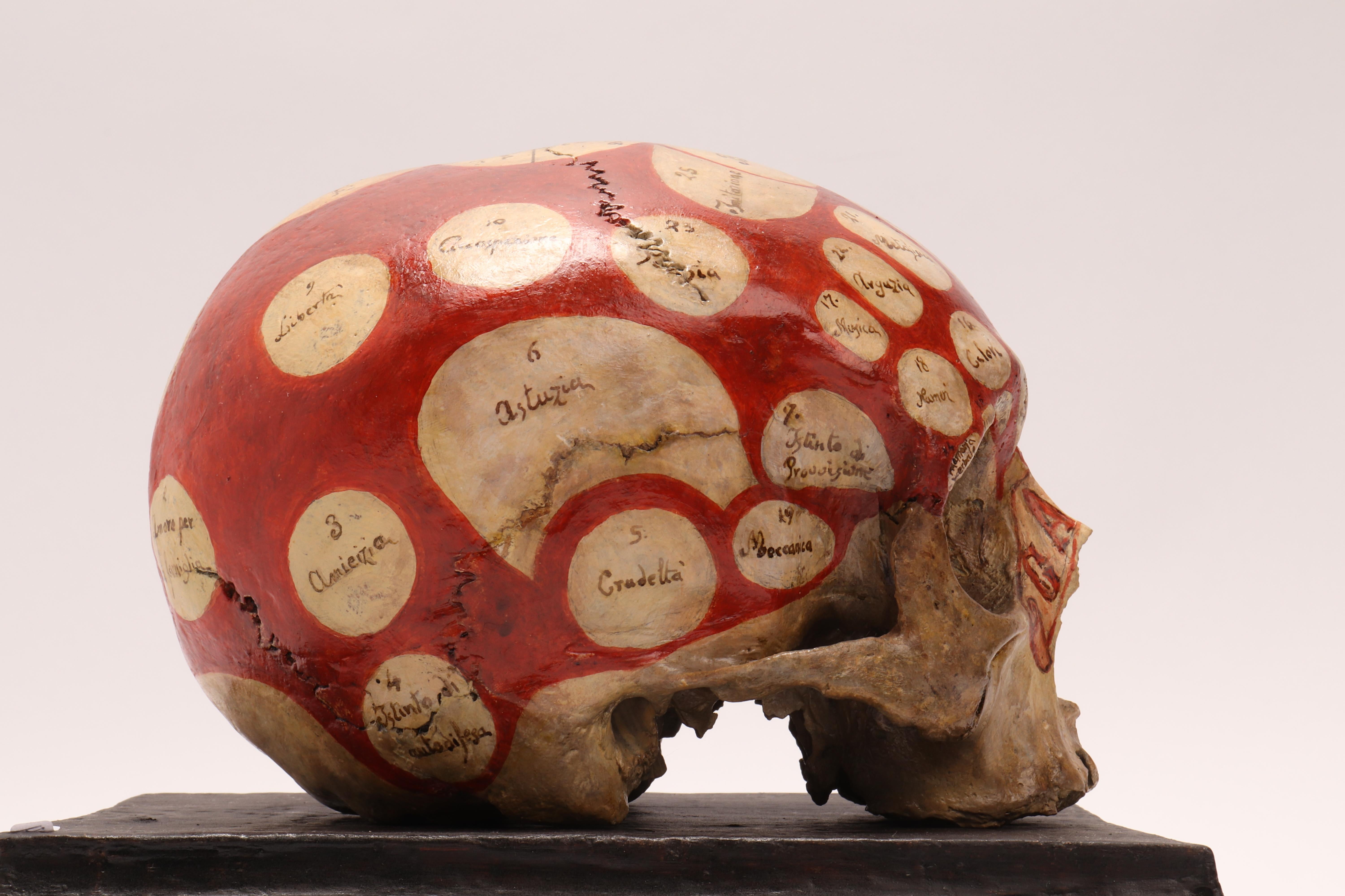 Italian Phrenological Skull According to the Theory of Franz Joseph Gall, 1758-1828