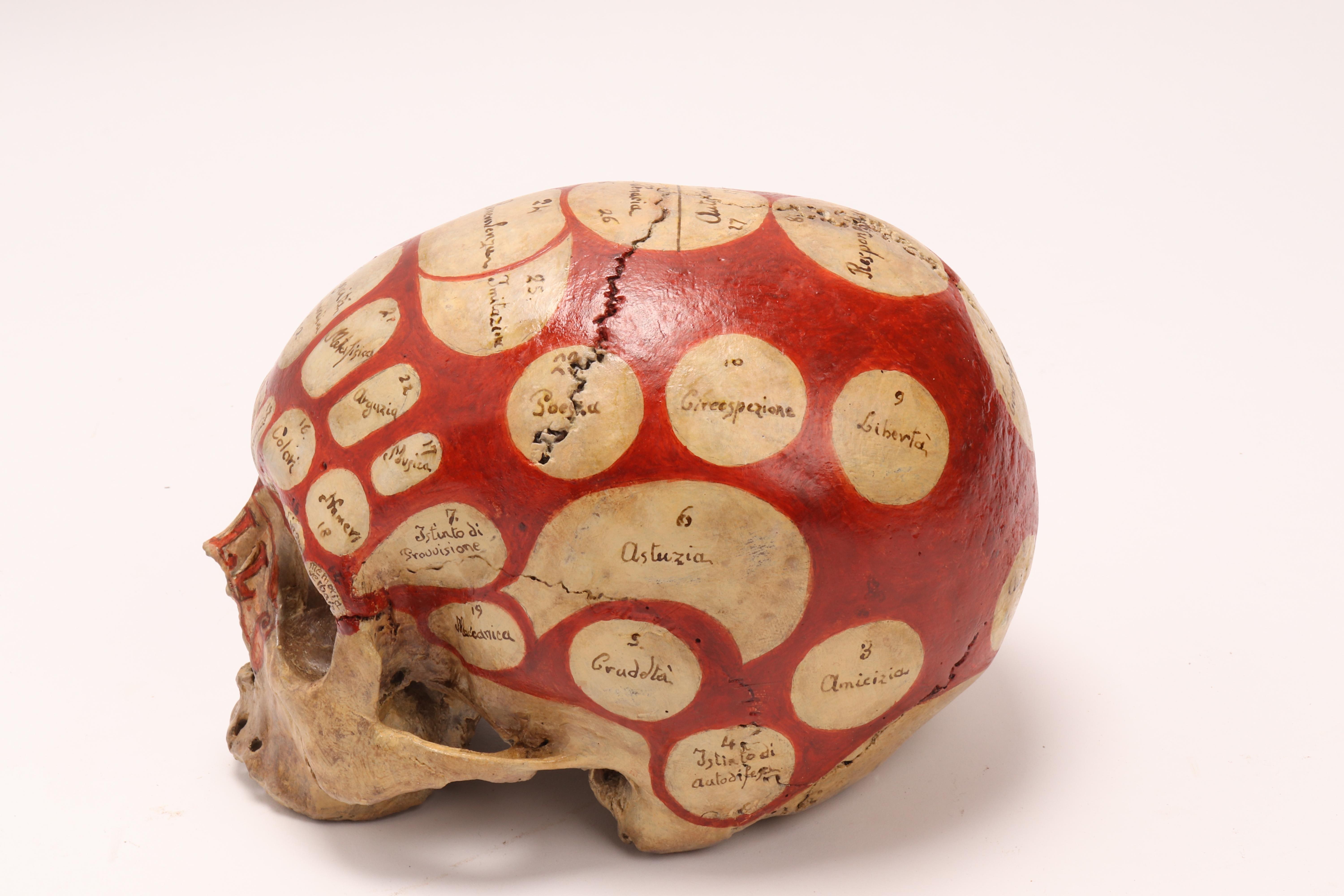Mid-19th Century Phrenological Skull According to the Theory of Franz Joseph Gall, 1758-1828