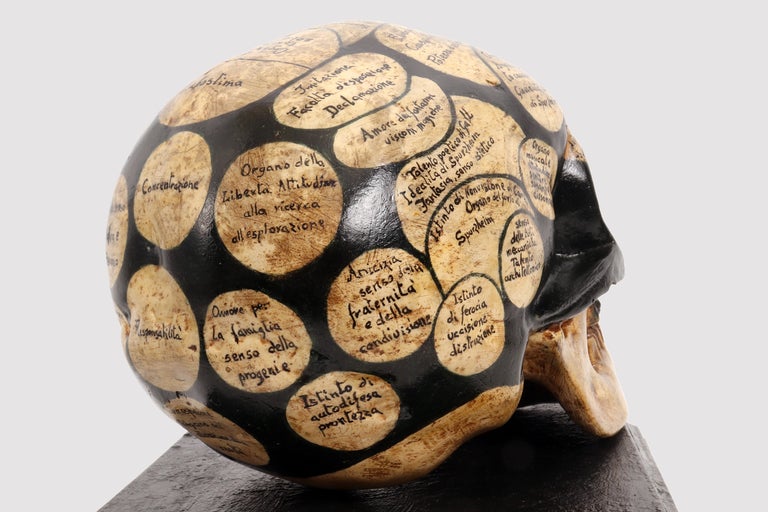 Phrenological Skull According to the Theory of Franz Joseph Gall