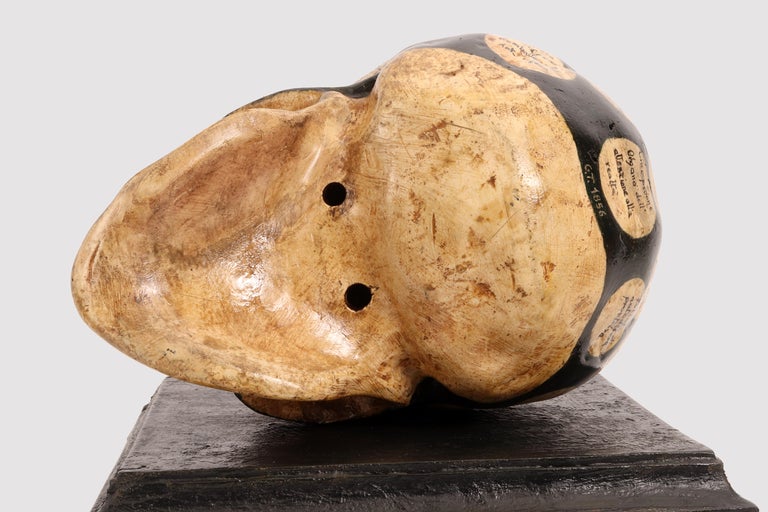 Phrenological Skull According to the Theory of Franz Joseph Gall