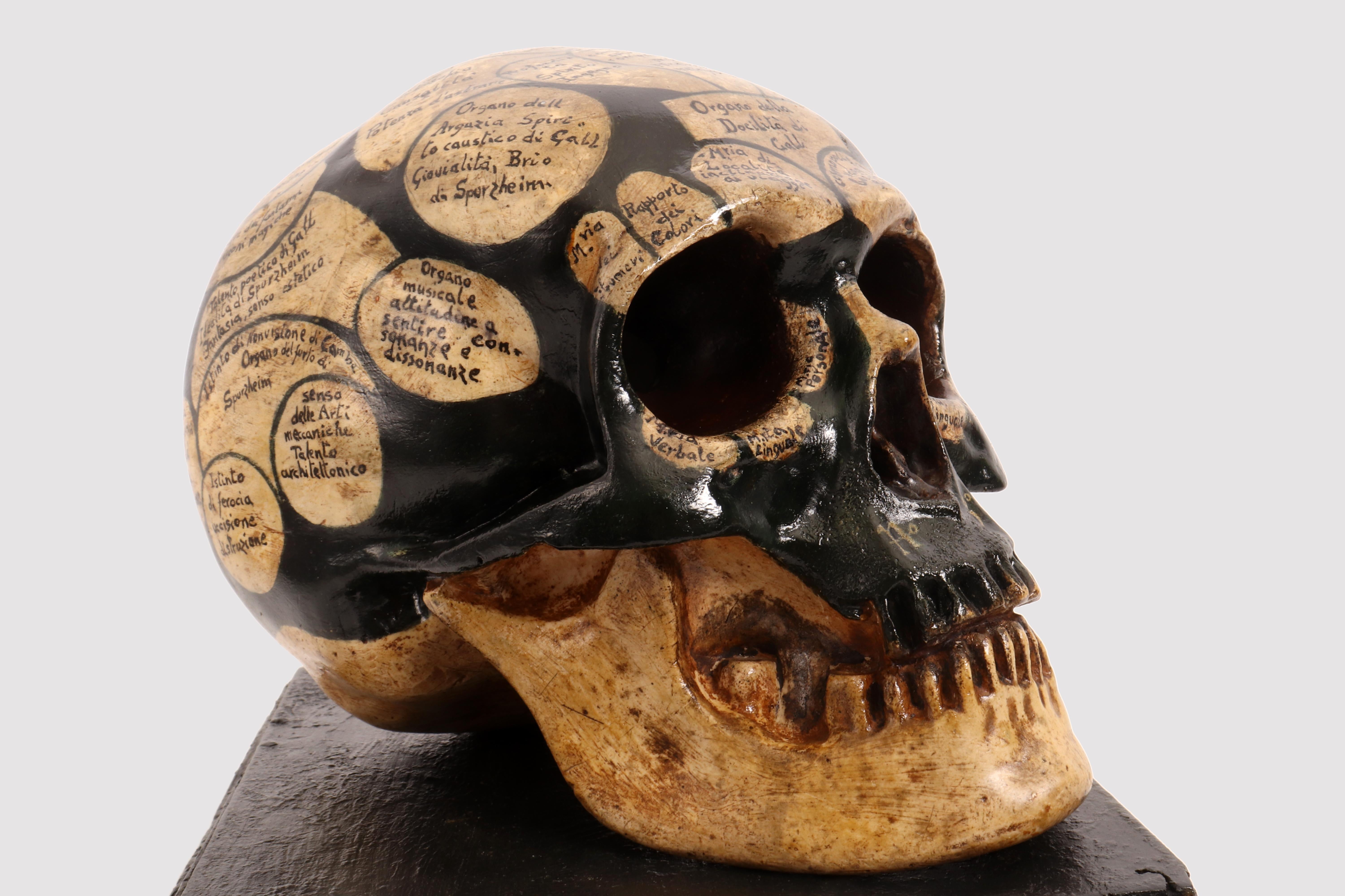 French Phrenological Skull According to the Theory of Franz Joseph Gall, France 1856