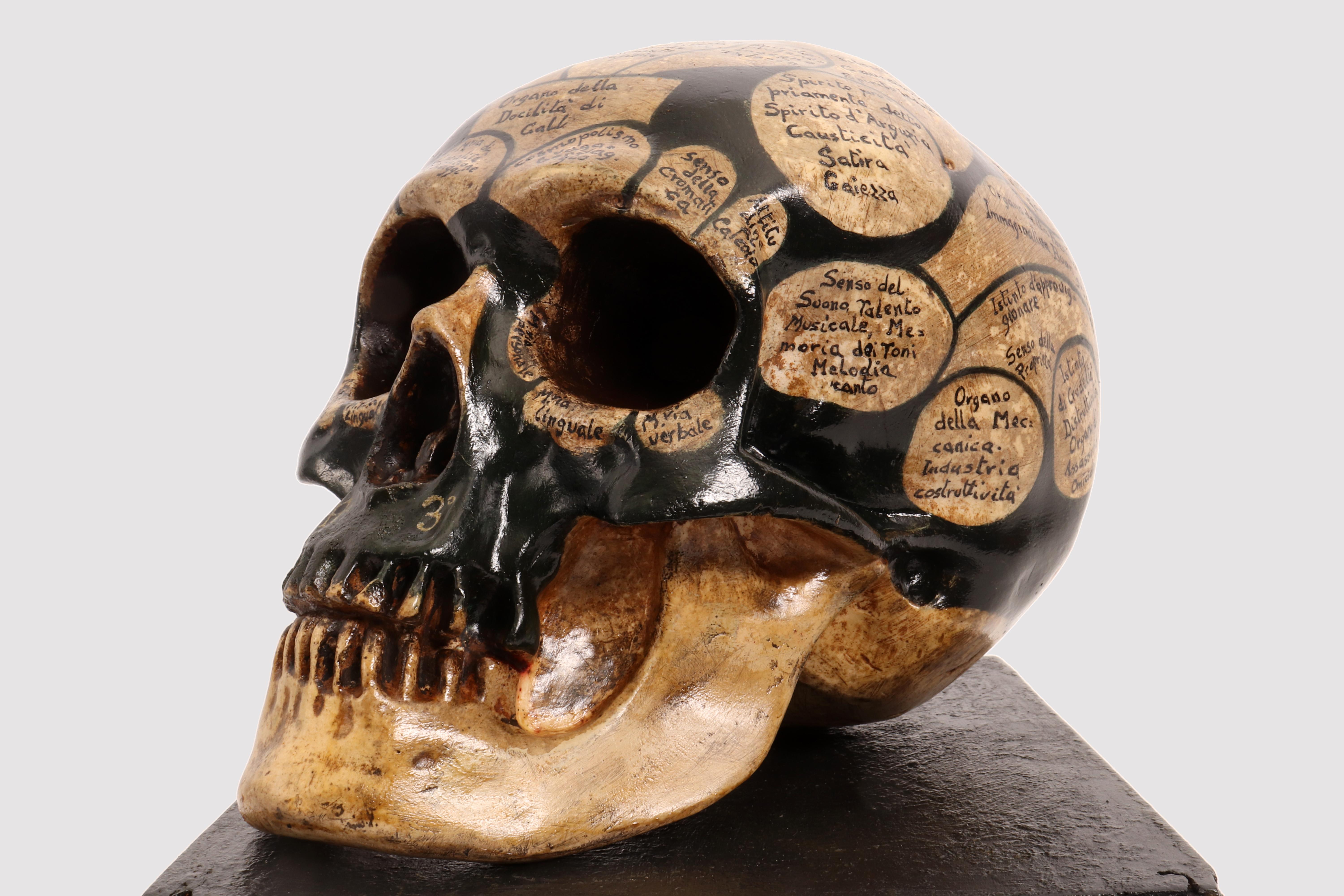 Phrenological Skull According to the Theory of Franz Joseph Gall, France 1856 In Good Condition In Milan, IT