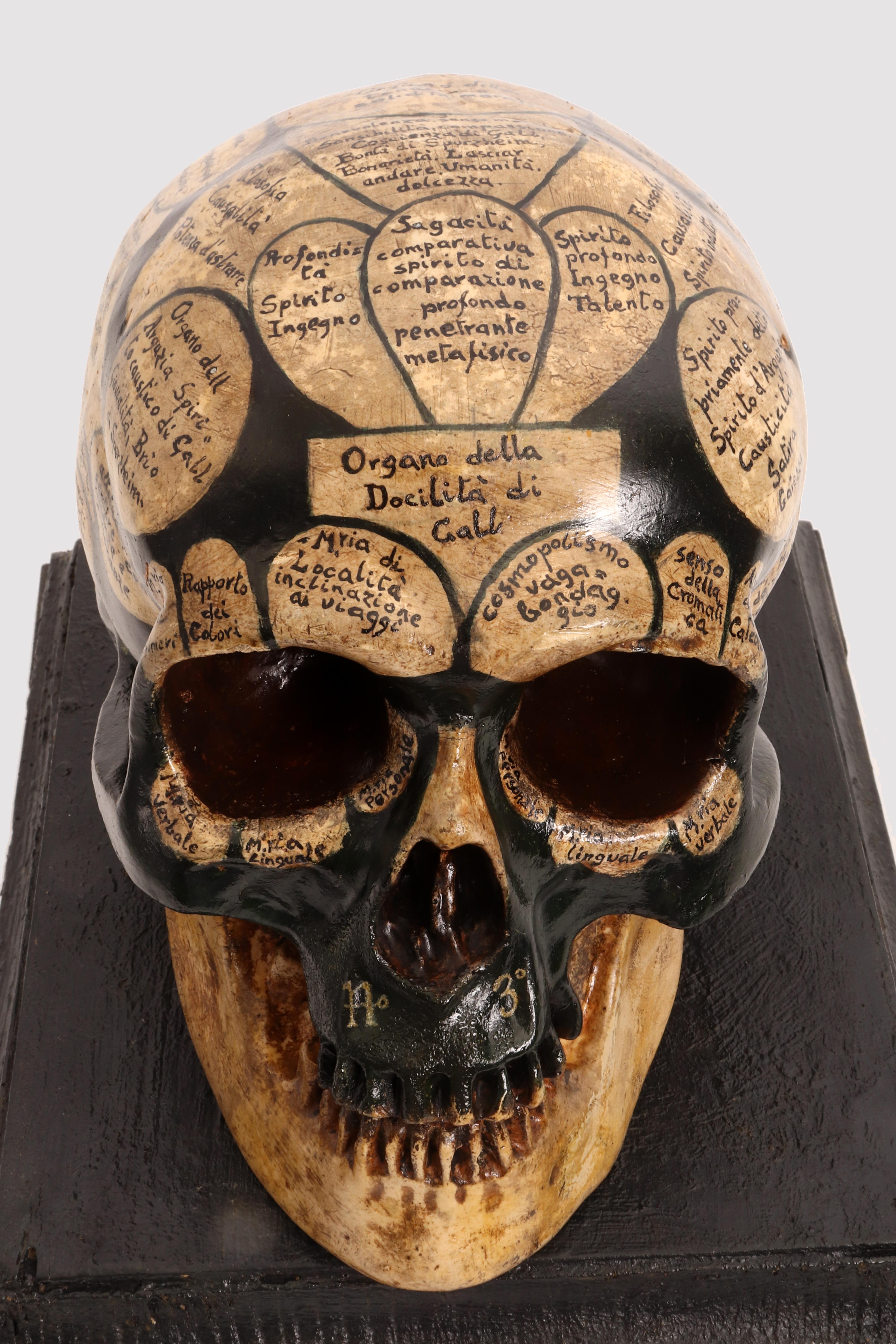 19th Century Phrenological Skull According to the Theory of Franz Joseph Gall, France 1856