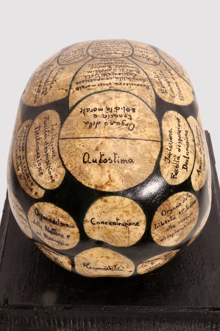 Phrenological Skull According to the Theory of Franz Joseph Gall