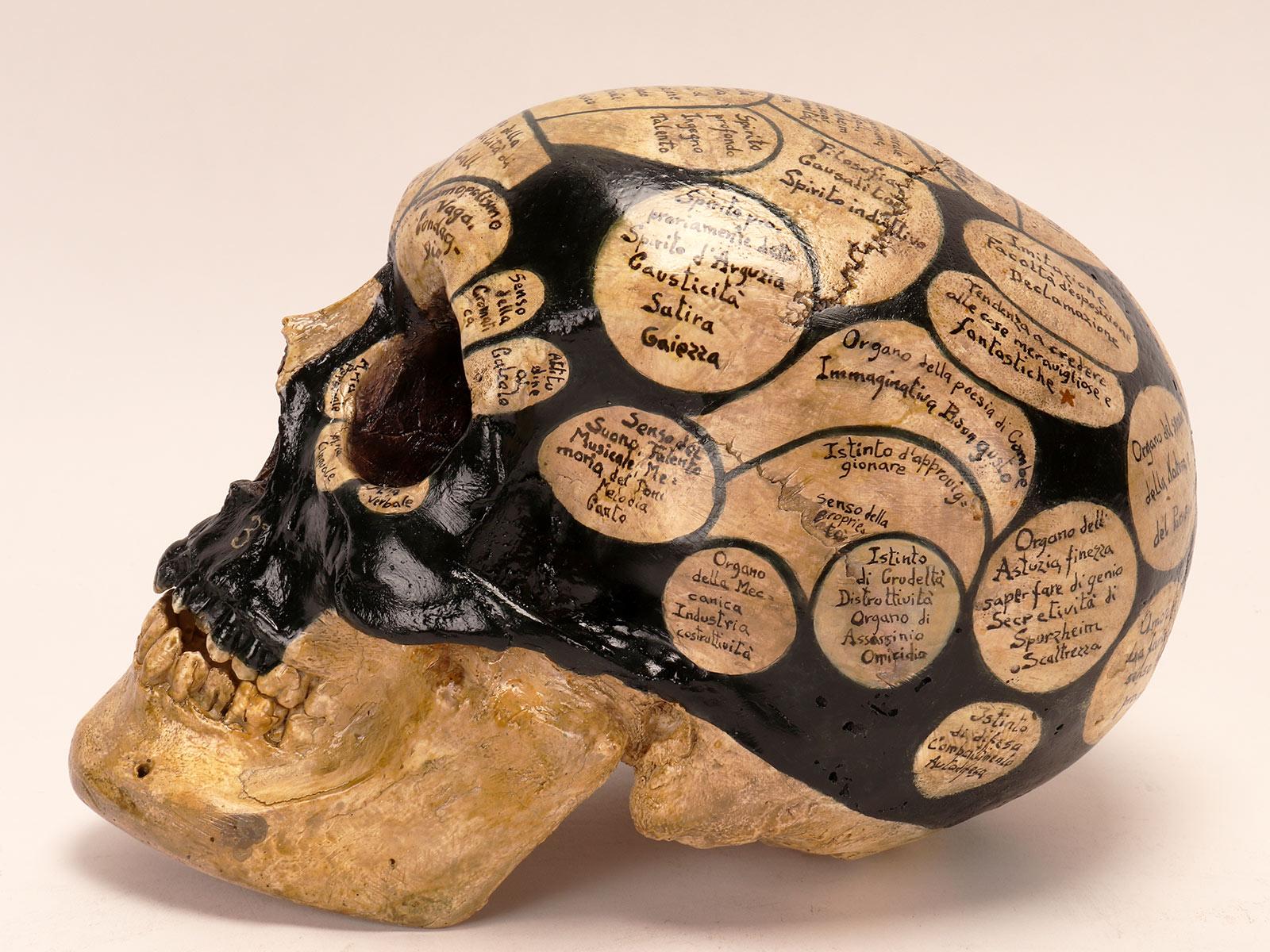 A phrenological skull according to the theory of Franz Joseph Gall, Italy 1856 1