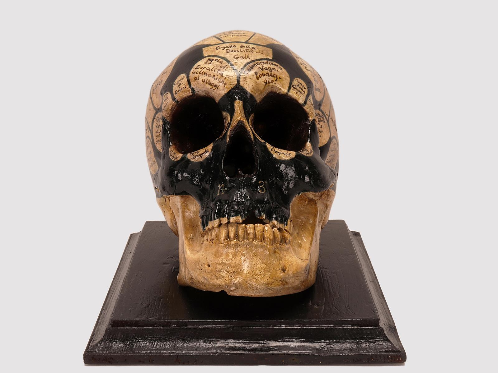 A Plaster sculpture depicting a phrenological skull according to the theory of Franz Joseph Gall (1758-1828). The sculpture is made of plaster, with a support base in black lacquered fruit wood. The skull sculpture rests on the base. The