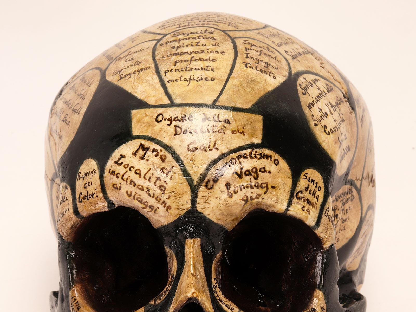 French A phrenological skull according to the theory of Franz Joseph Gall, Italy 1856