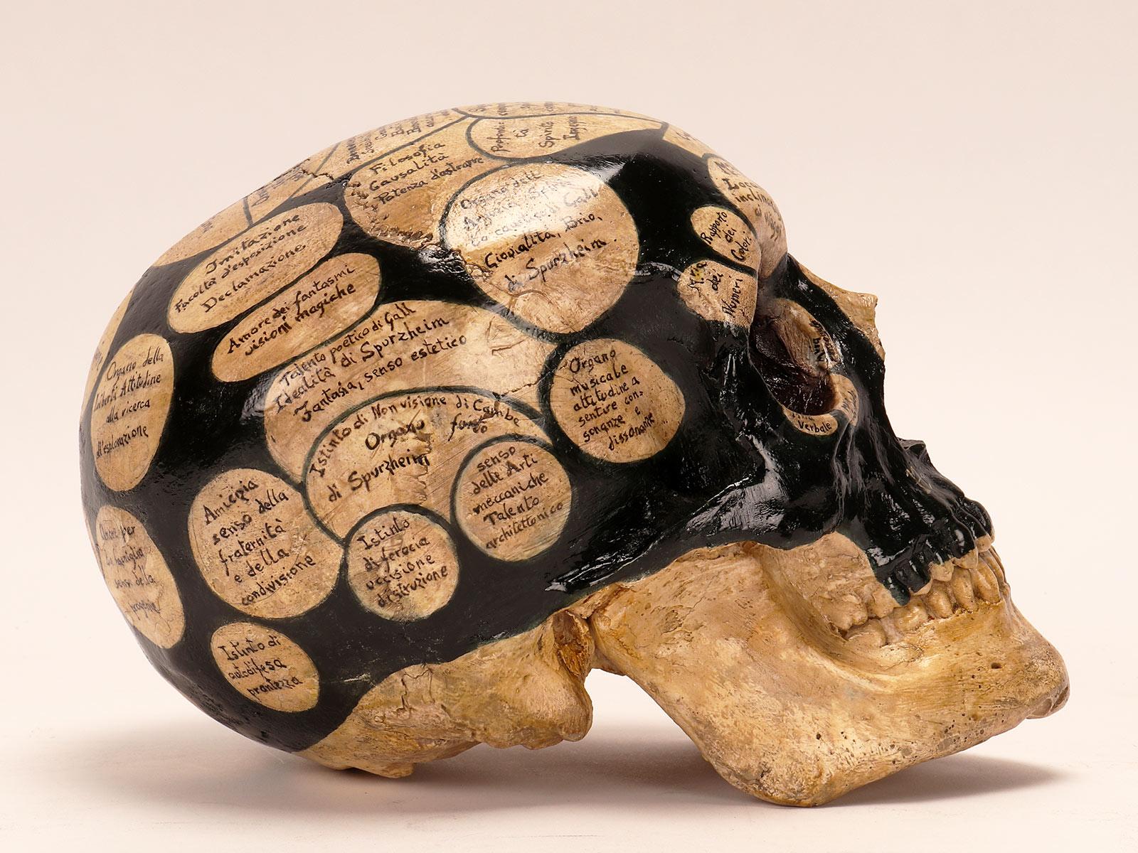 Mid-19th Century A phrenological skull according to the theory of Franz Joseph Gall, Italy 1856