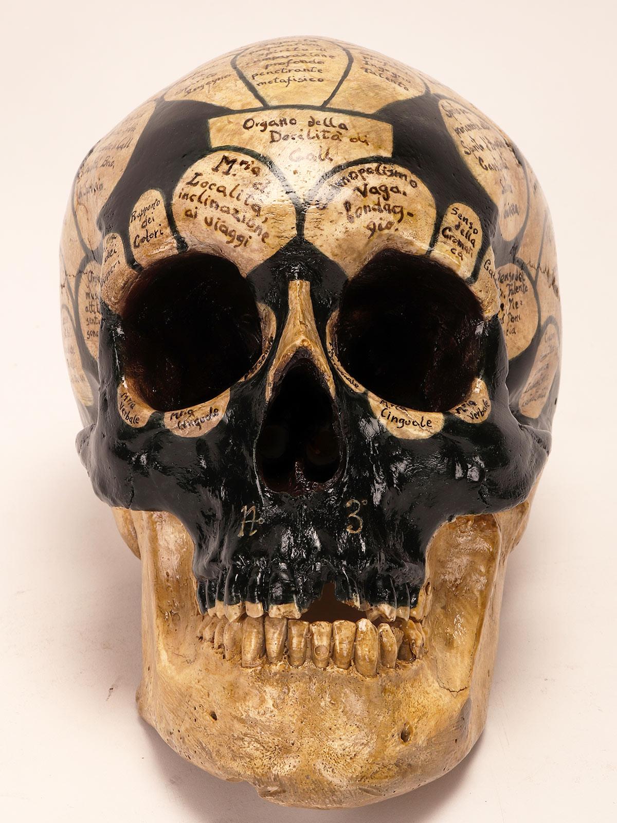 Plaster A phrenological skull according to the theory of Franz Joseph Gall, Italy 1856