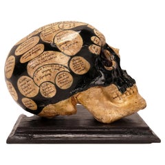 Antique A phrenological skull according to the theory of Franz Joseph Gall, Italy 1856