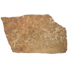 Piece of Poleoporel Lime with Fossils from the Baltic Sea Area