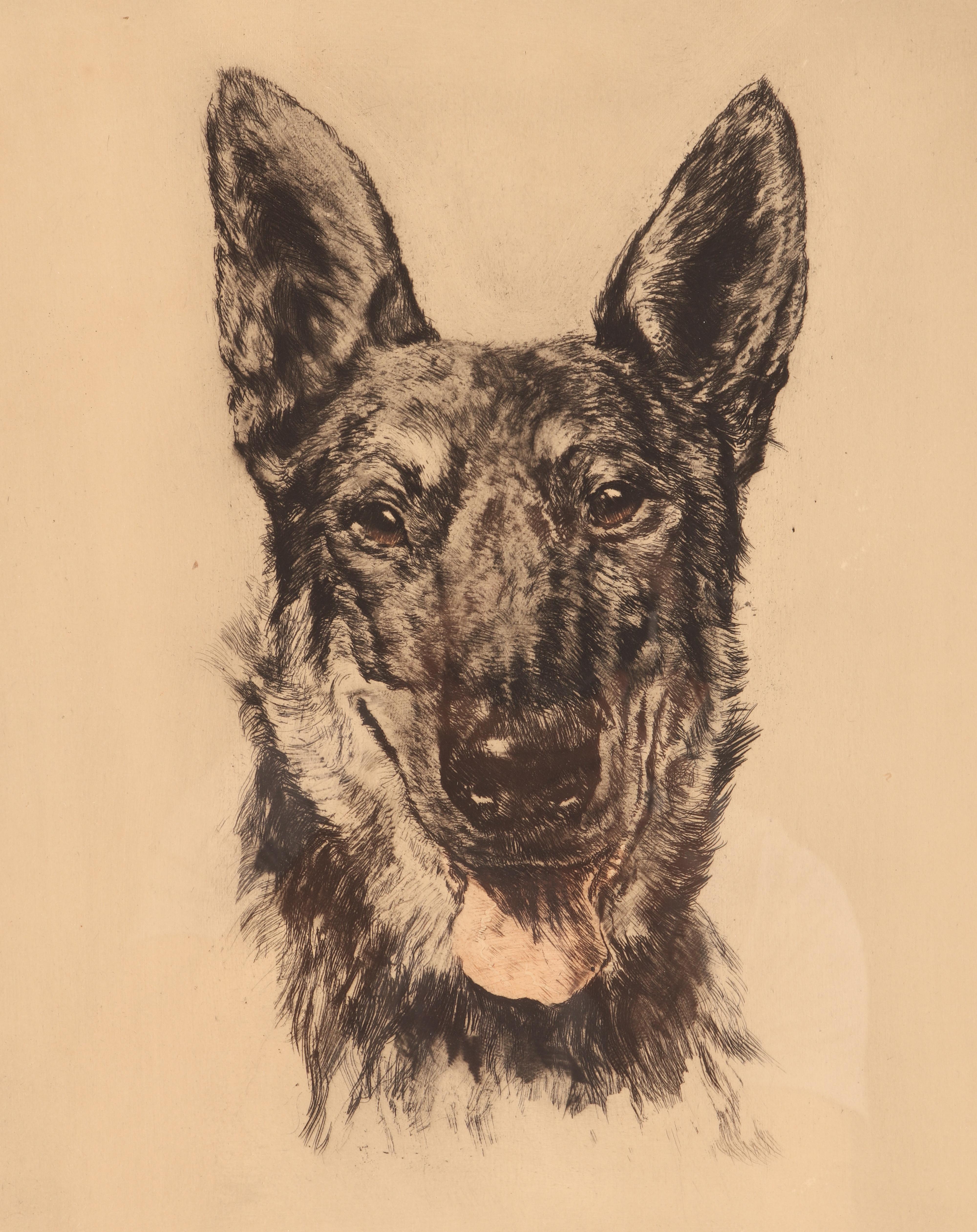 Une empreinte technique mixte : le portrait de la tête d'un chien de berger allemand. Signé. Cadre en bois massif plaqué de bruyère. Allemagne, vers 1930.