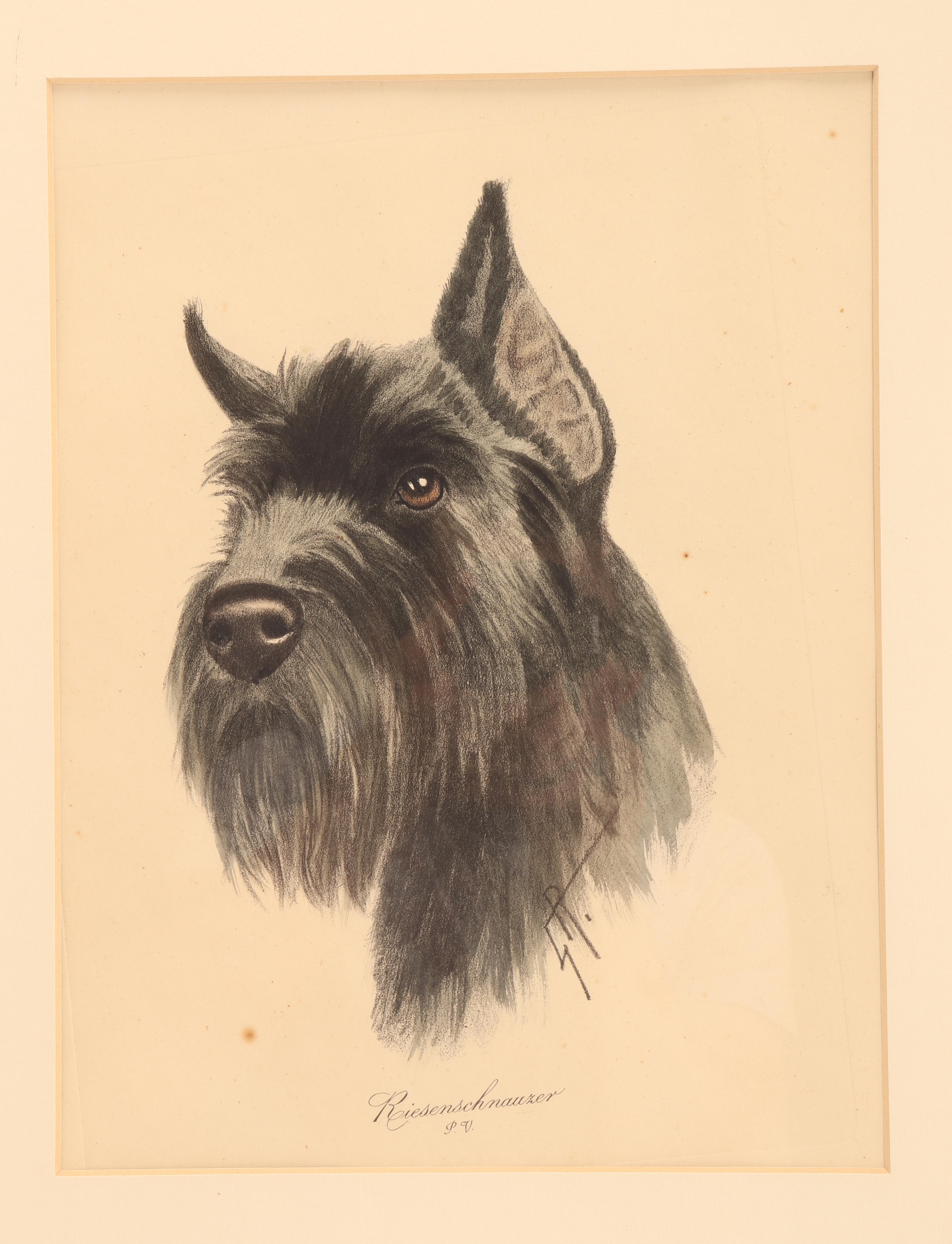 Ein Druck in Mischtechnik: das Porträt des Kopfes eines Riesenschnauzer-Hundes. Unterschrieben. Massiver Kirschholzrahmen, poliert und bienengewachst. Deutschland, um 1930.