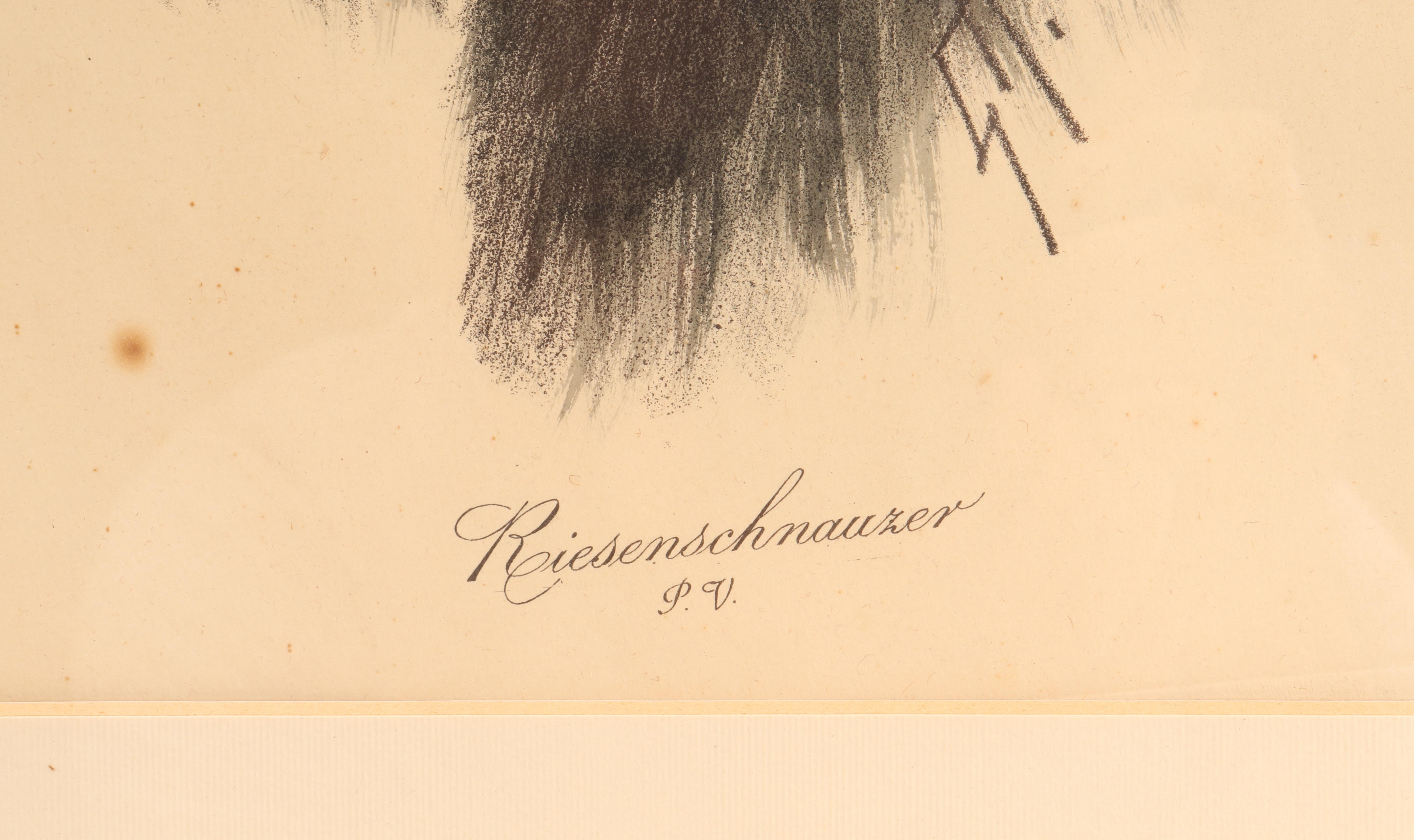 Portrait of a Riesenschnauzer Dog’s Head, Germany, 1930 In Excellent Condition For Sale In Milan, IT