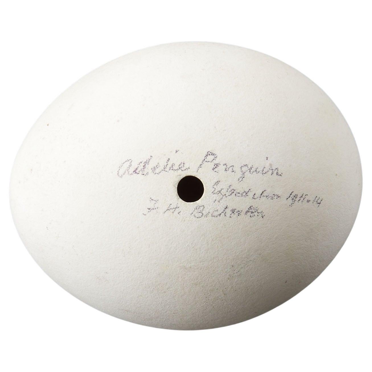 A Rare ‘Adelie’ Penguin Egg from the Australian 1911-14 Expedition For Sale