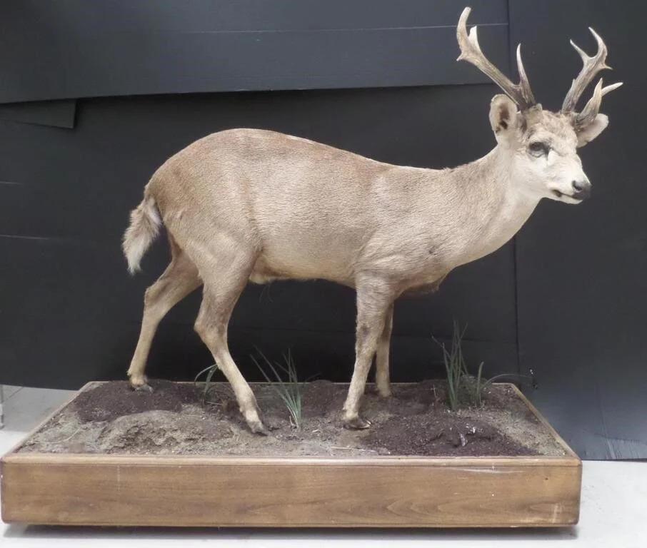 A Rare and Superb Trophy Life-size Taxidermy Hog Deer

Mounted on habitat base, multi tined trophy. 

Number of points: 11 

Length of antlers: 30cm.

Provenance: Private Melbourne Collection.

Dimension: Height: 115 cm Length: 120 cm Width: 50 cm.

