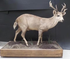 A Rare and Superb Trophy Life-size Taxidermy Hog Deer