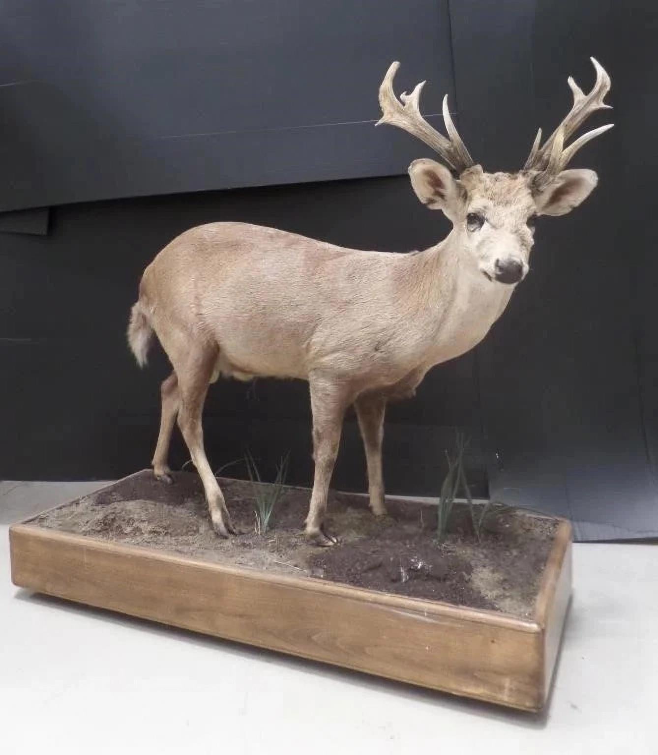 Australian A Rare and Superb Trophy Life-size Taxidermy Hog Deer For Sale