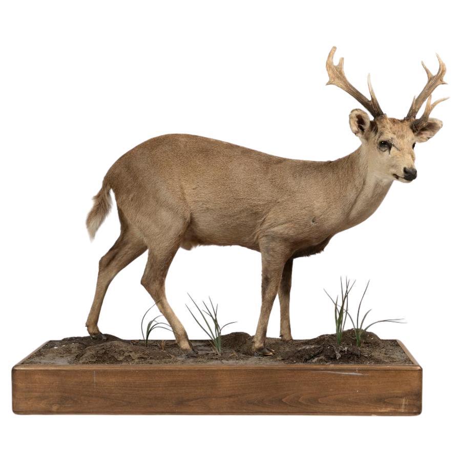 A Rare and Superb Trophy Life-size Taxidermy Hog Deer