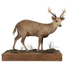 Vintage A Rare and Superb Trophy Life-size Taxidermy Hog Deer