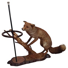 Rare and Unusual Early 20th Century Taxidermy Fox