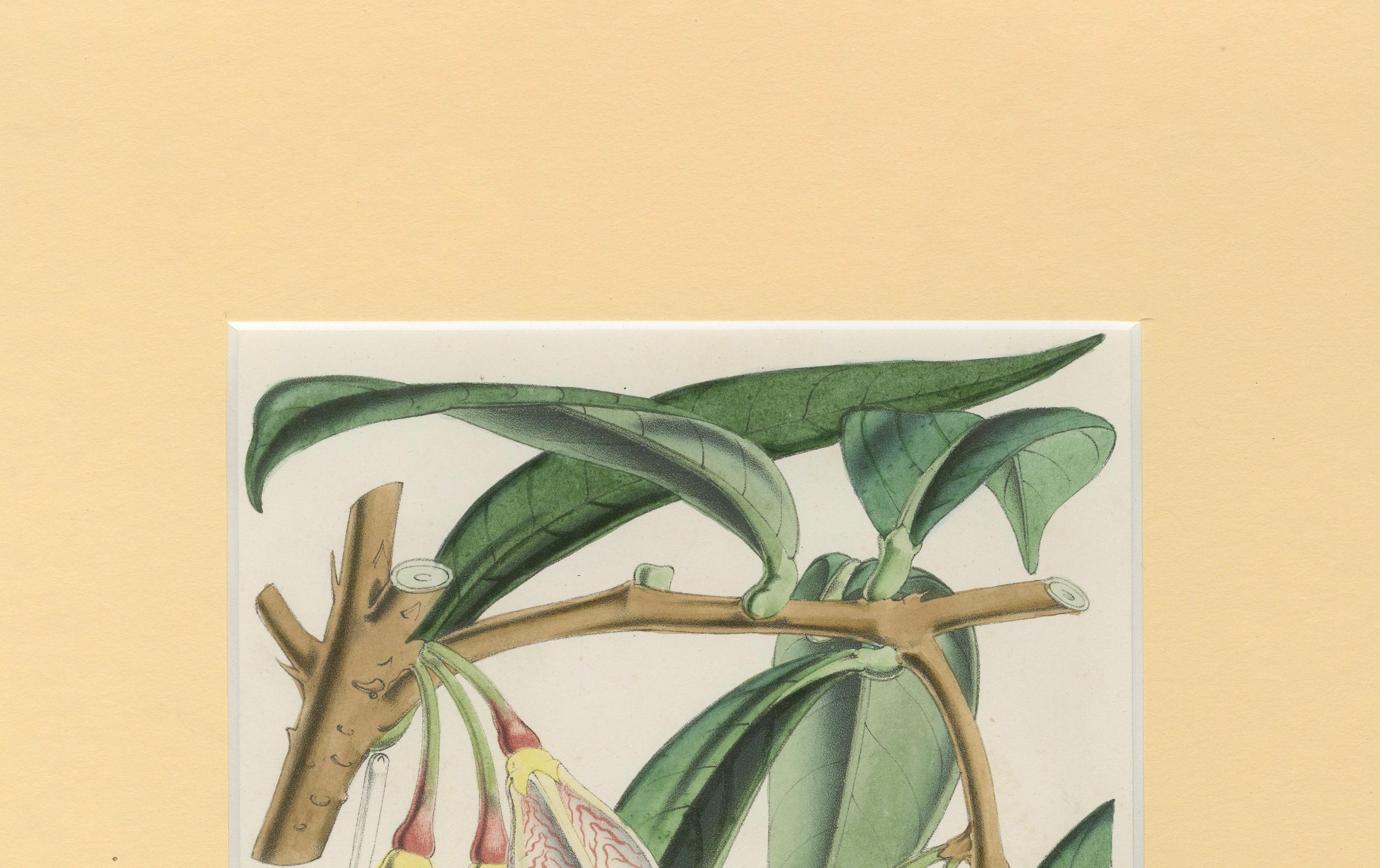 Un raro studio botanico sulla flora esotica di Hoola van Houten*.  

Questa splendida illustrazione botanica di Hoola van Houten, colorata a mano, presenta una pianta esotica in fiore, accuratamente dettagliata con delicati fiori a campana e foglie