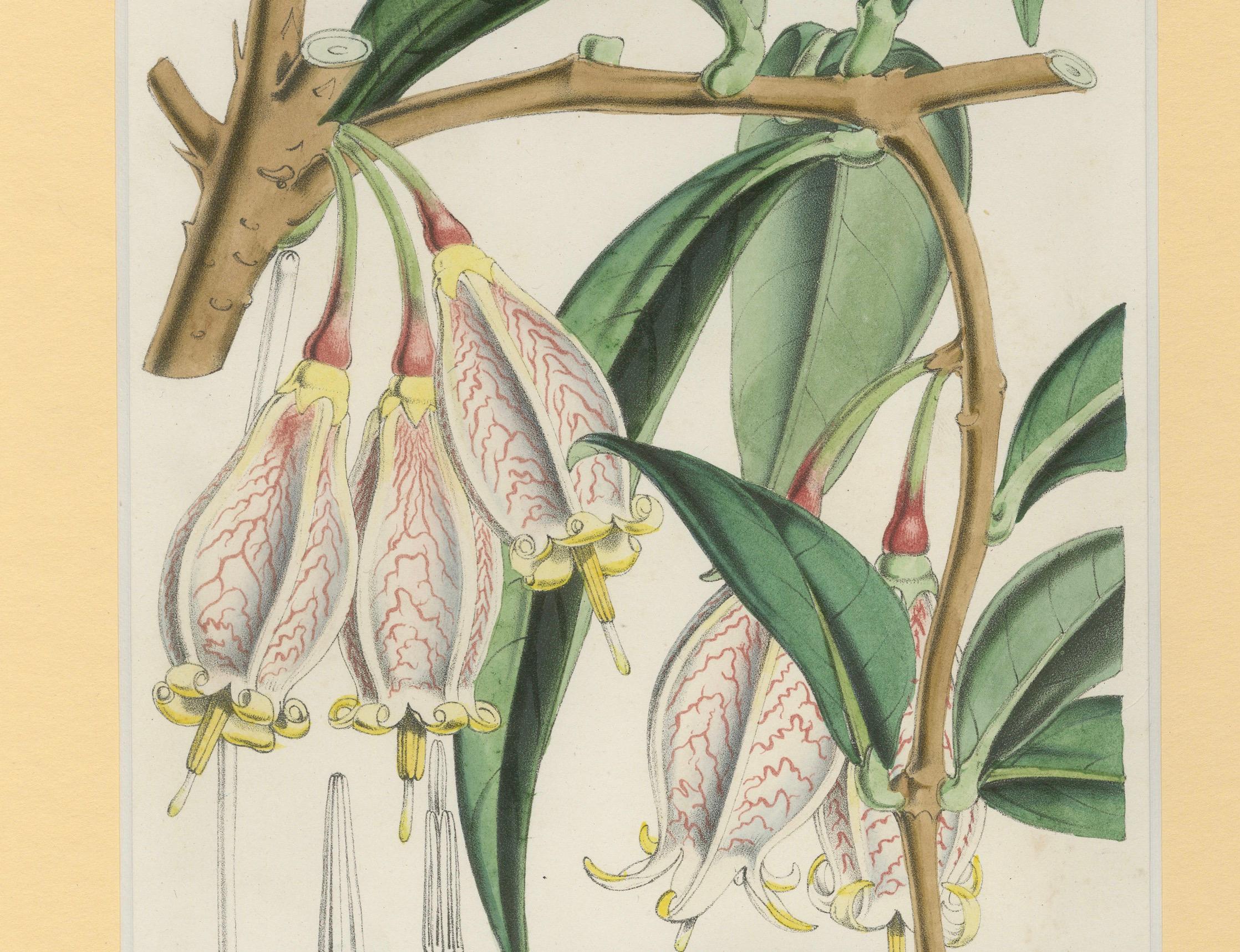 Un raro studio botanico di flora esotica di Hoola van Houten, 1847 In condizioni buone in vendita a Langweer, NL