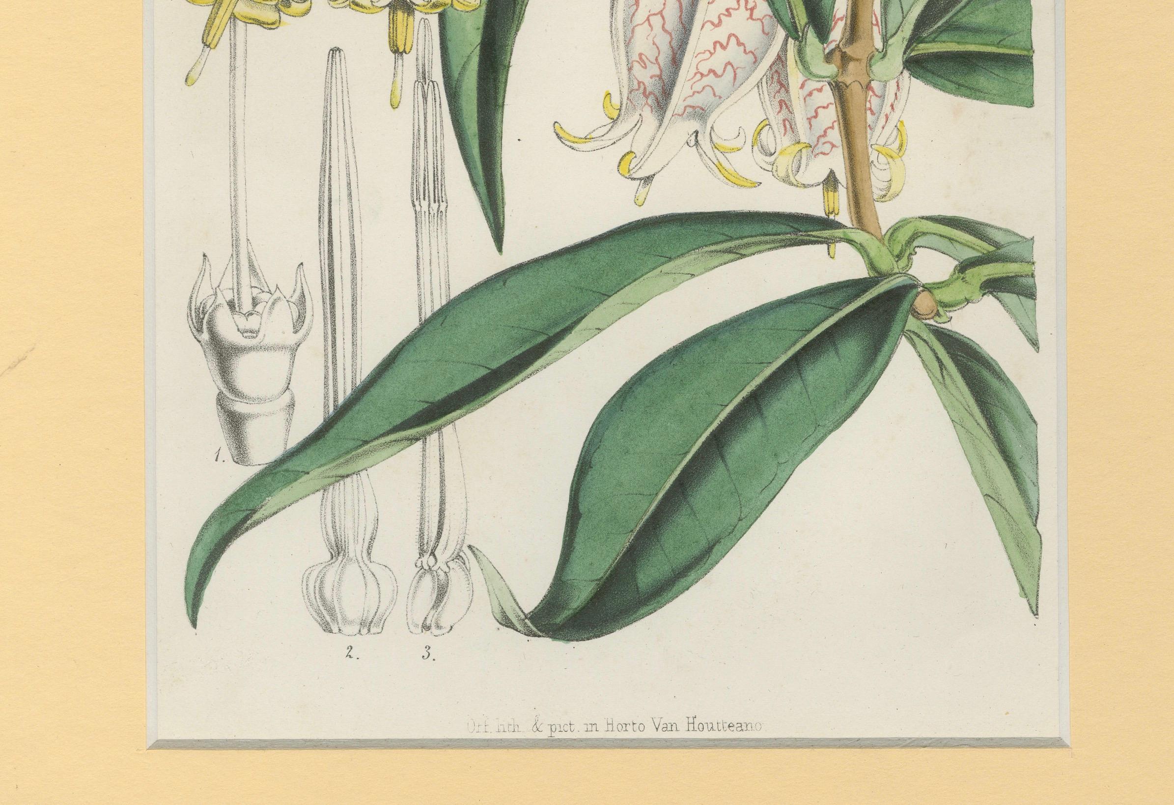 Metà XIX secolo Un raro studio botanico di flora esotica di Hoola van Houten, 1847 in vendita