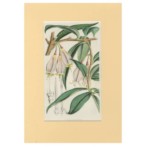A Rare Botanical Study of Exotic Flora by Hoola van Houten, 1847