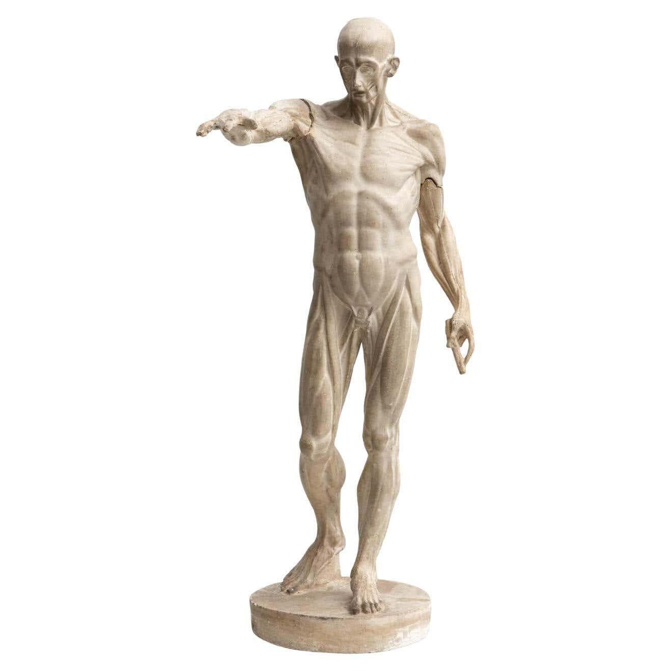 Rare Find, an Early Plaster Human Anatomy Sculpture of a Man, circa 1930 7