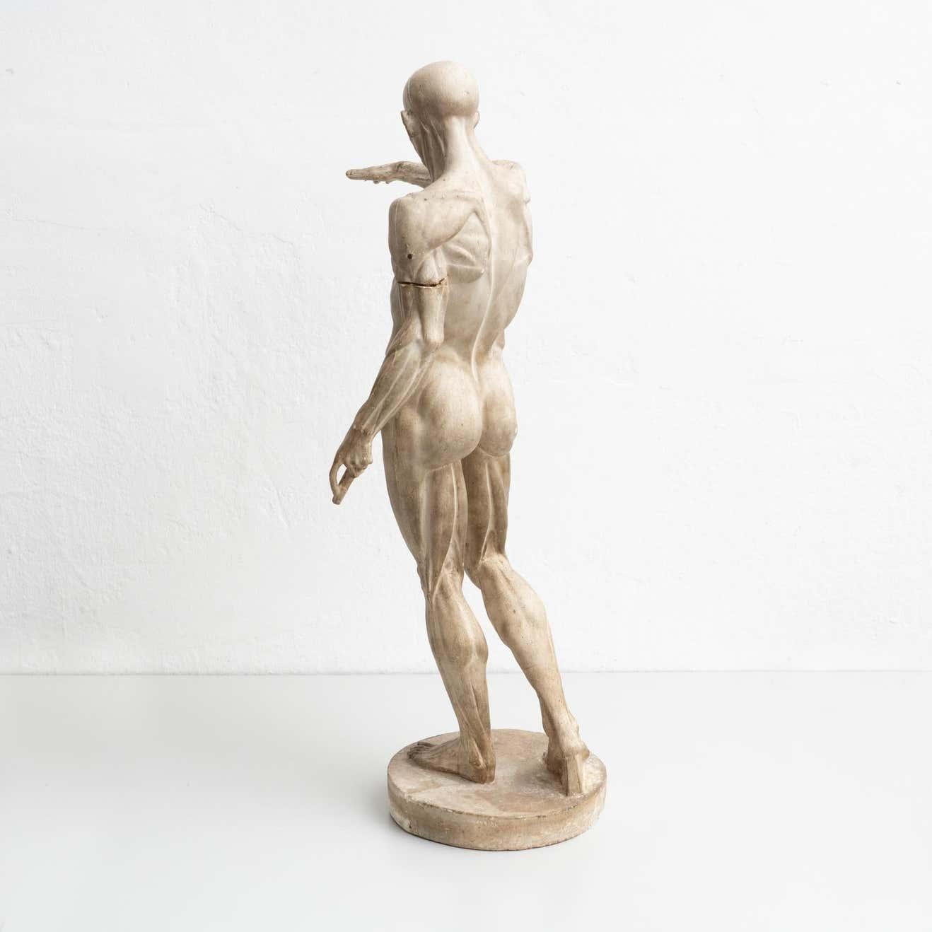 Modern Rare Find, an Early Plaster Human Anatomy Sculpture of a Man, circa 1930