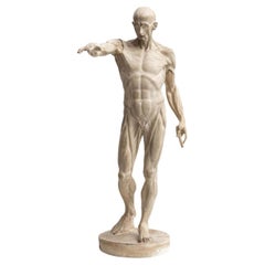 Rare Find, an Early Plaster Human Anatomy Sculpture of a Man, circa 1930