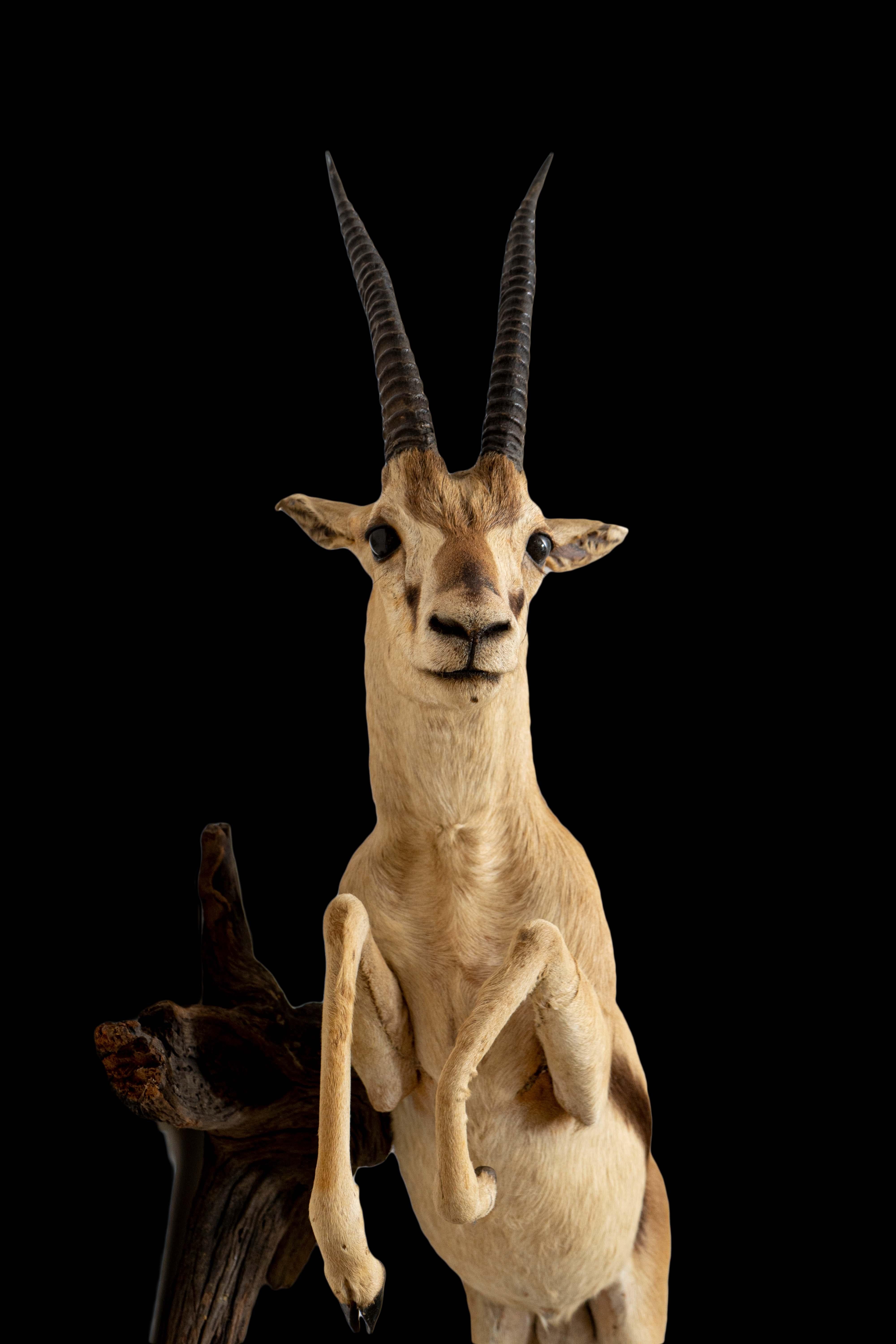 South African Rare Leaping or Stotting Premier Quality Wall Mounted Thomson Gazelle