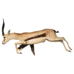 Rare Leaping or Stotting Premier Quality Wall Mounted Thomson Gazelle