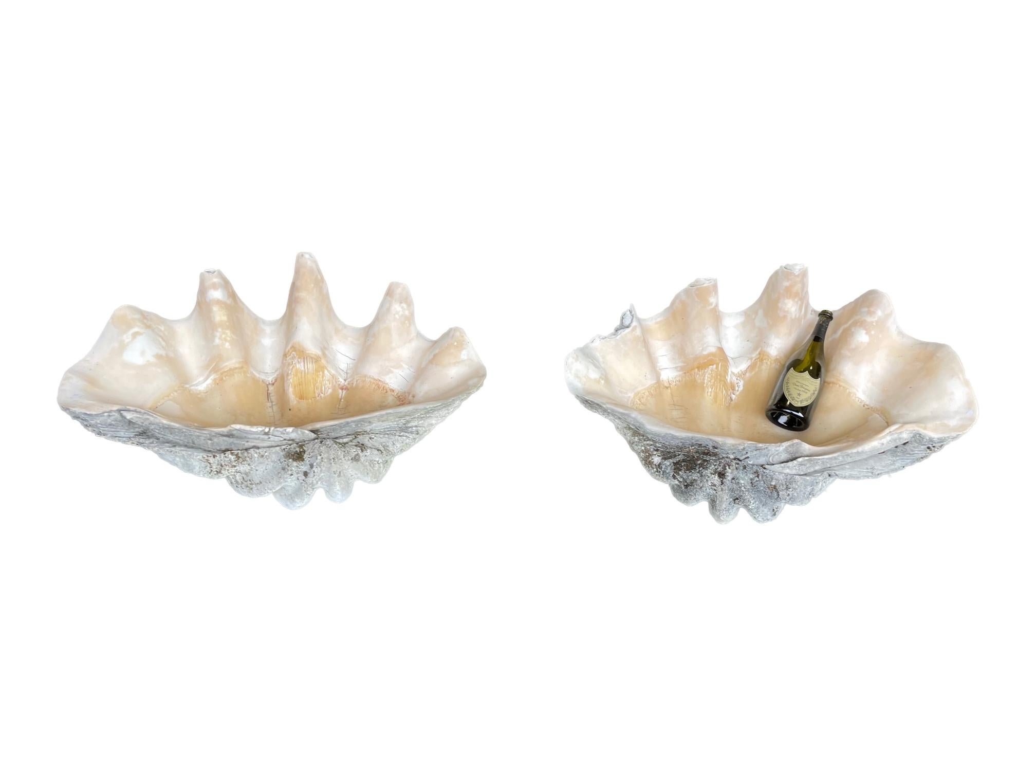 Rare Pair of Exceptionally Large Antique Giant Clam Shells 10
