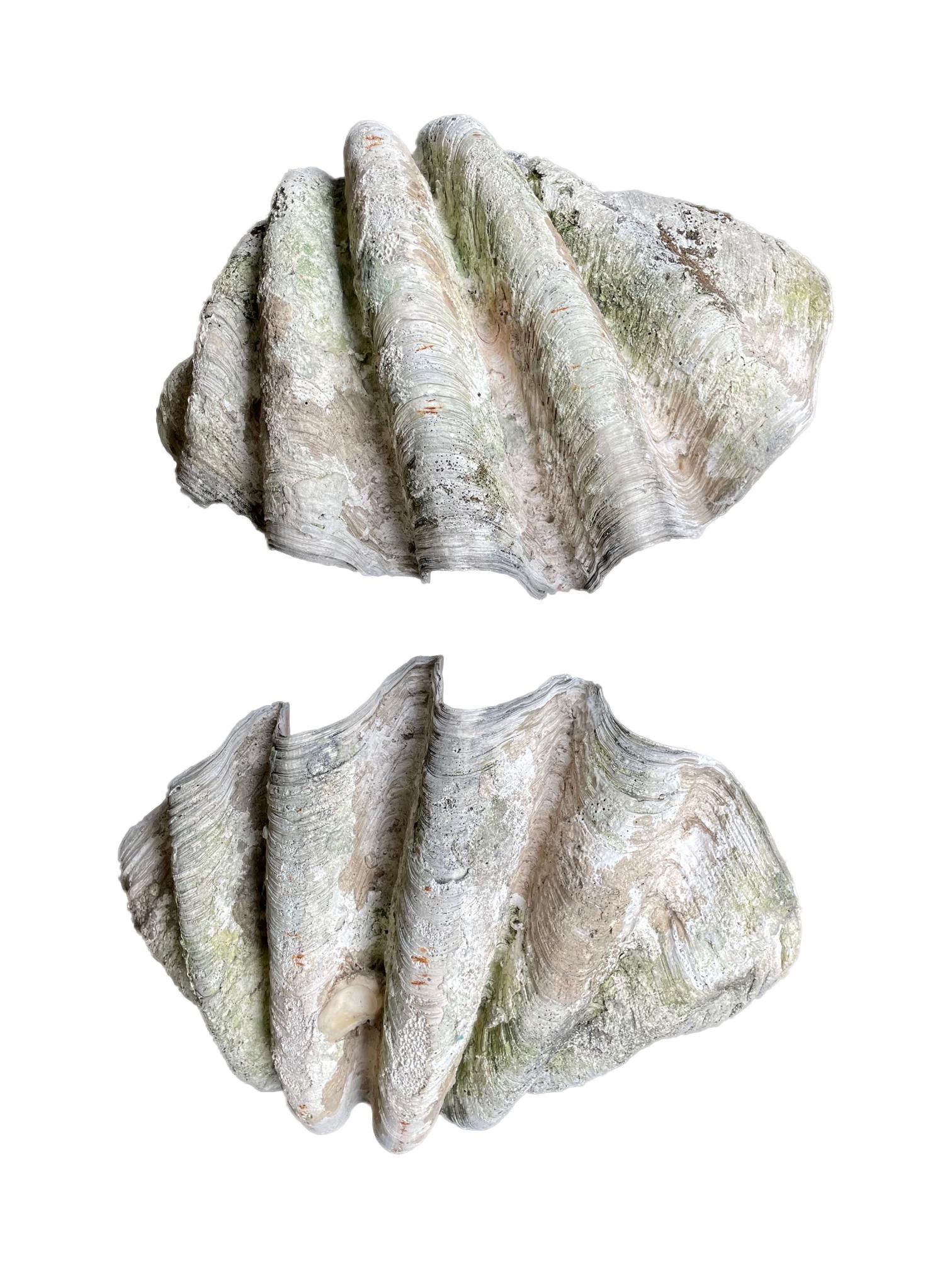 Rare Pair of Exceptionally Large Antique Giant Clam Shells 11
