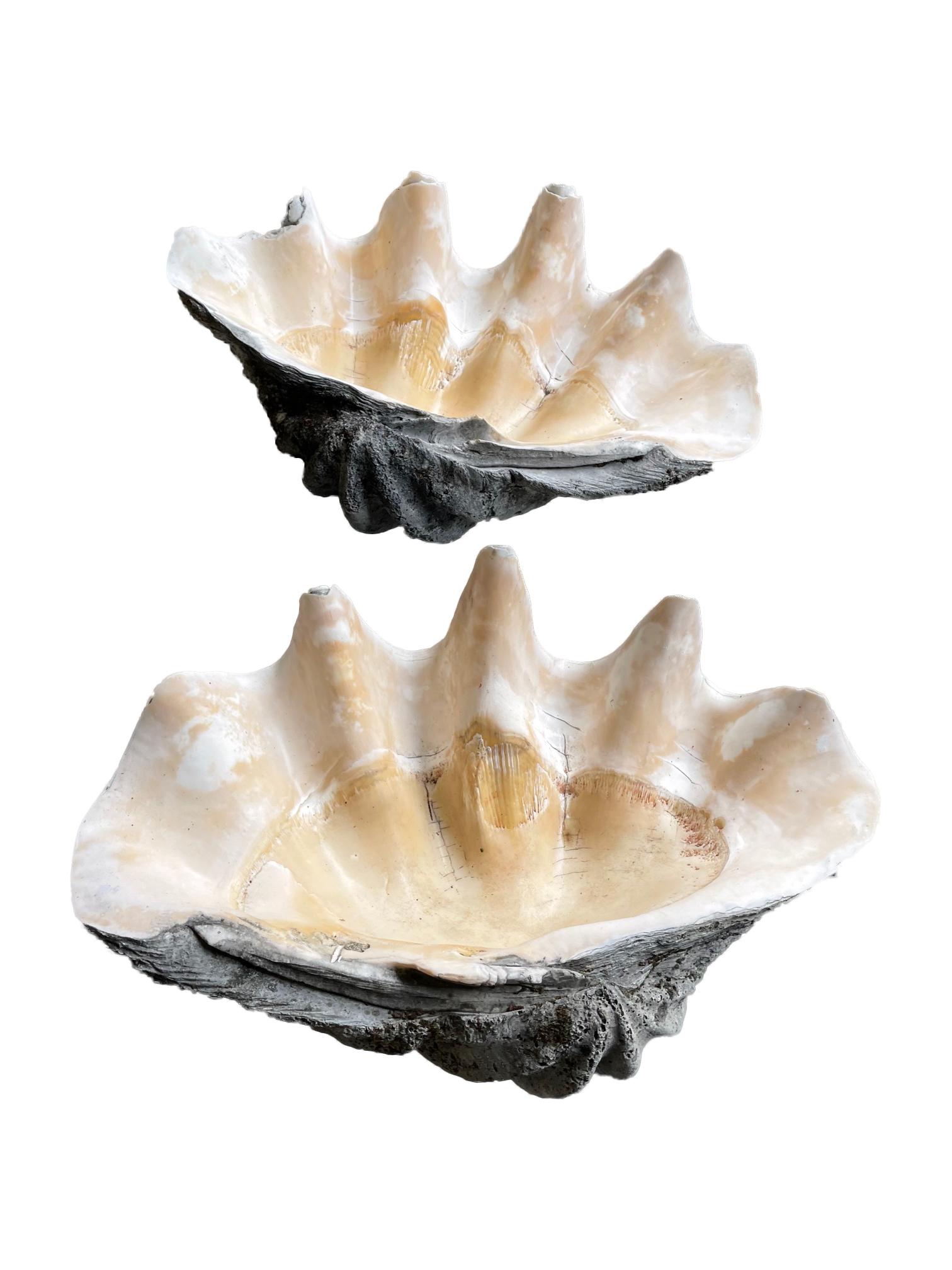 Rare Pair of Exceptionally Large Antique Giant Clam Shells 13