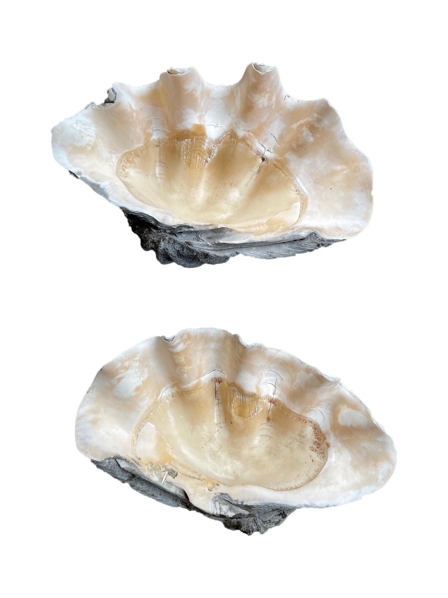 Rare Pair of Exceptionally Large Antique Giant Clam Shells 14