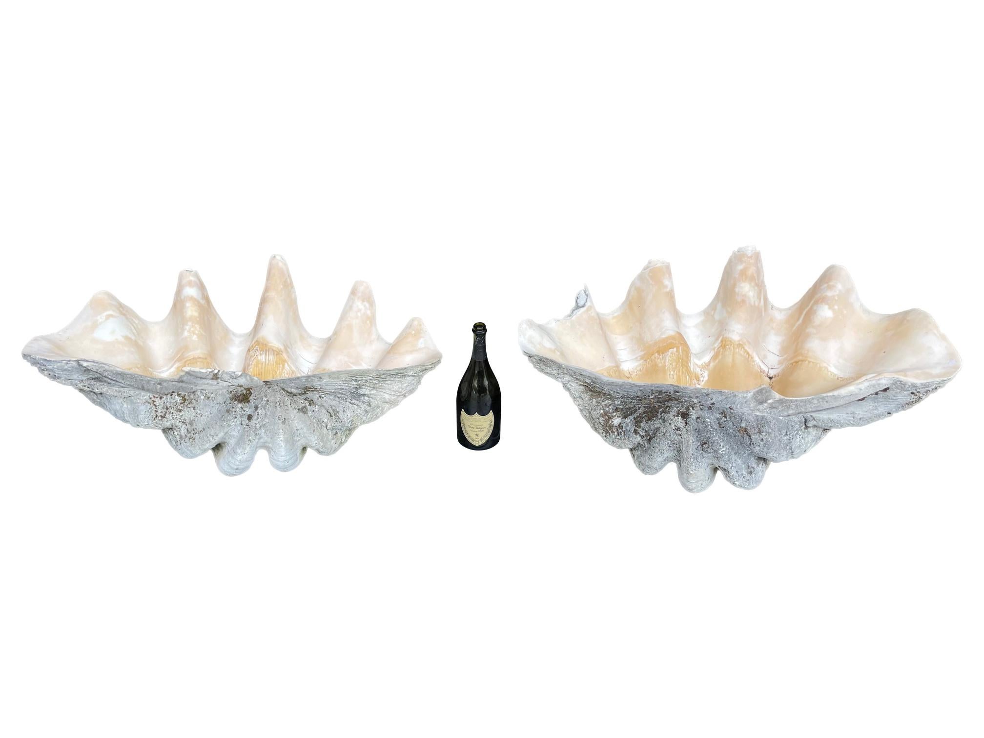 A rare pair of exceptionally large antique giant clam shells ‘Tridacna Gigas’, These are stunning orignal antique pieces with lovely natural patina inside and outside the shells that would look fabulous in any interior setting. The famous Italian