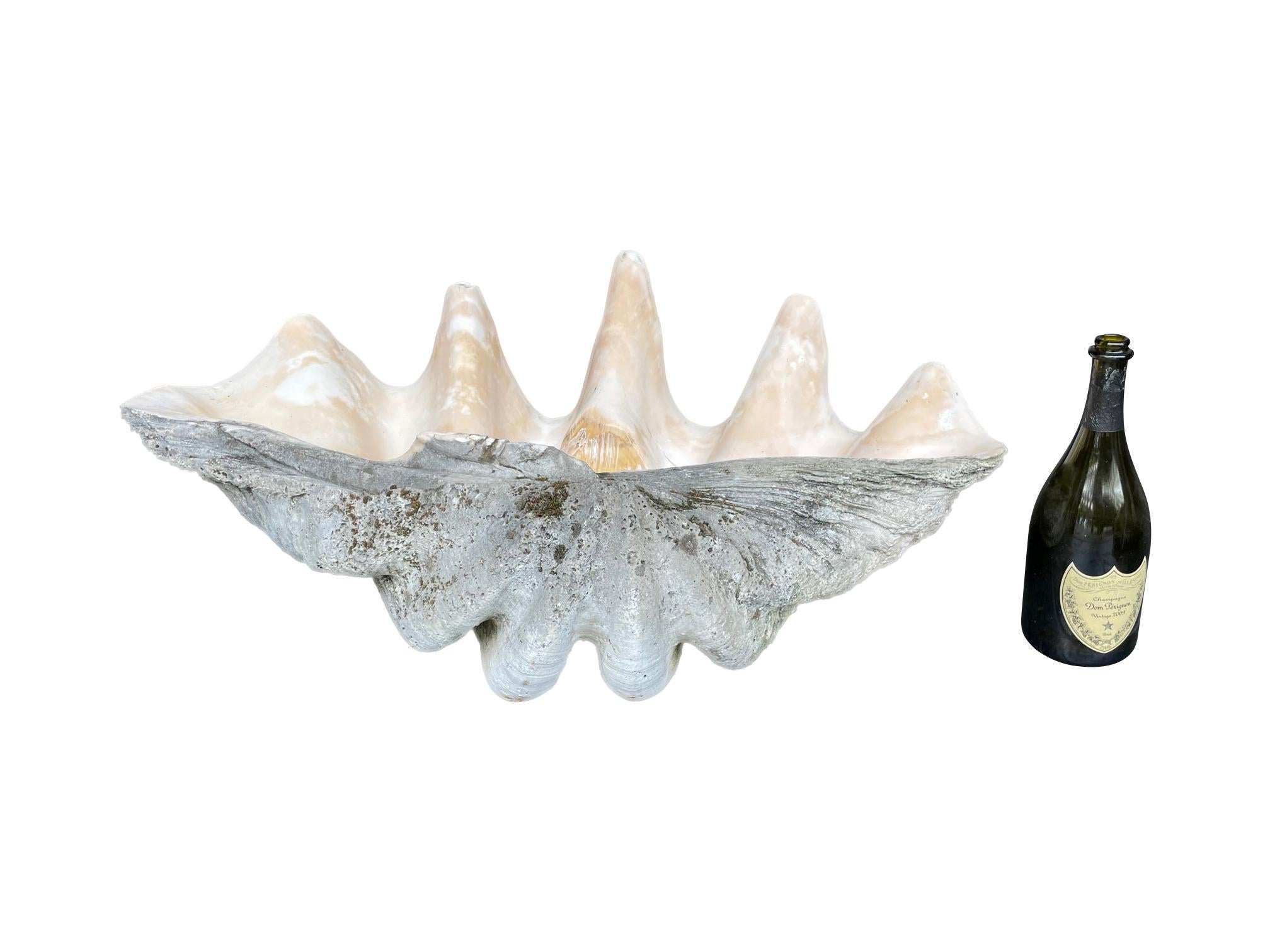 Rare Pair of Exceptionally Large Antique Giant Clam Shells In Good Condition In London, GB