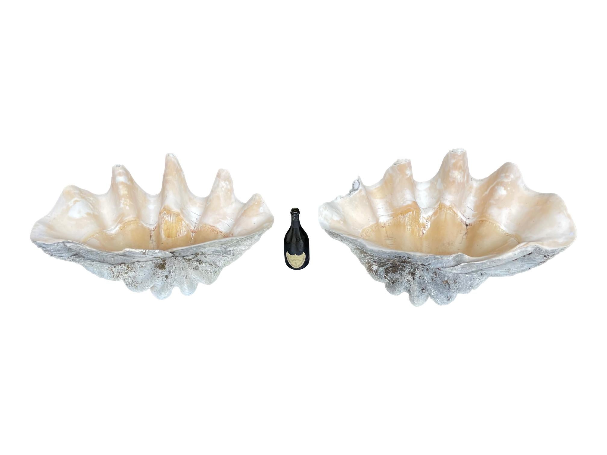Early 20th Century Rare Pair of Exceptionally Large Antique Giant Clam Shells