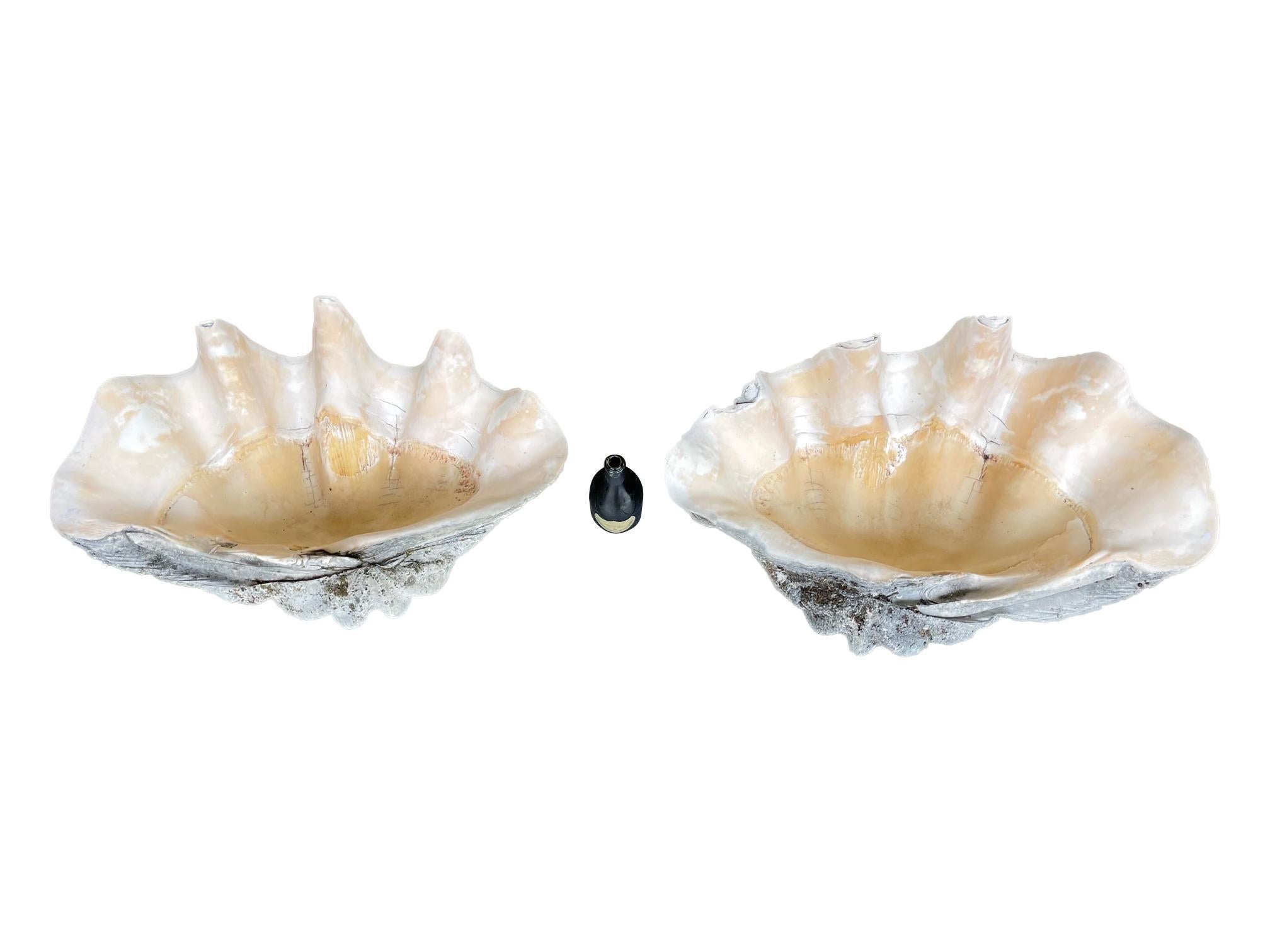Rare Pair of Exceptionally Large Antique Giant Clam Shells 1